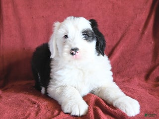 Old English Sheepdog dogs Micky - Ad 16