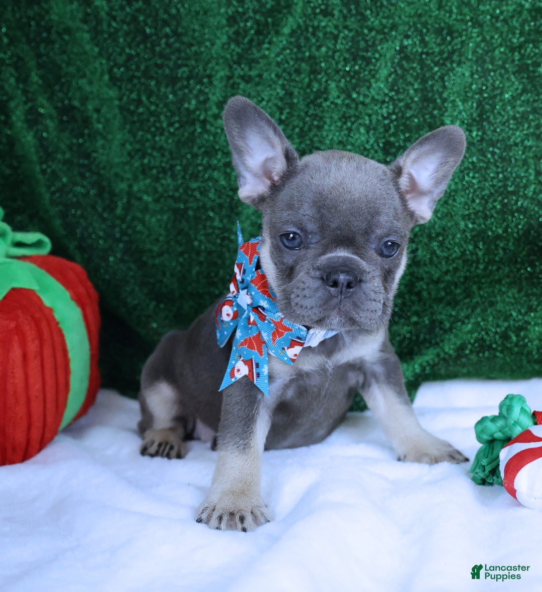 French Bulldog dogs for sale: Bella Health Tested Parents  - Ad 4