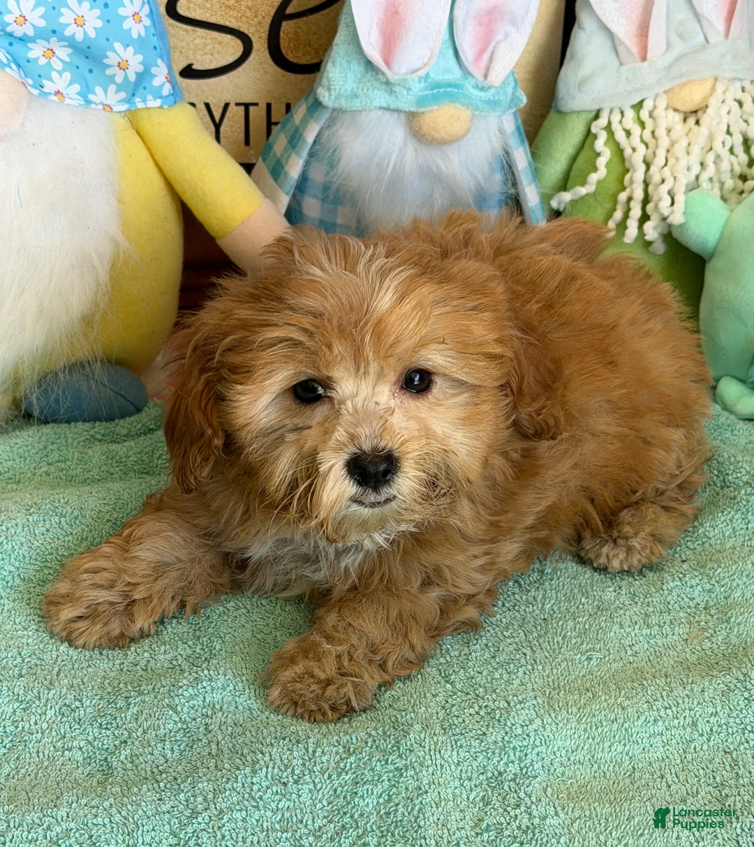 Cavapoo dogs for sale: Vinny - Ad 3