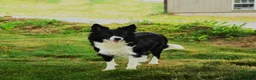 Border Collie dogs for sale: Nessie - Ad 4