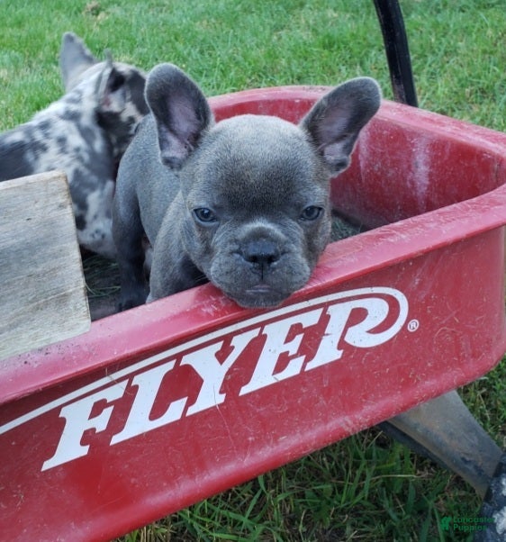 French Bulldog dogs Slate - Ad 27