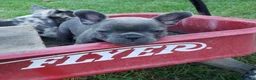 French Bulldog dogs for sale: Slate - Ad 1