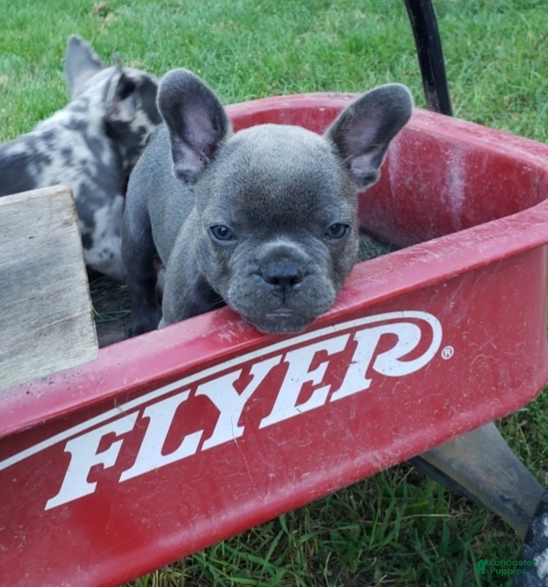 French Bulldog dogs for sale: Slate - Ad 1