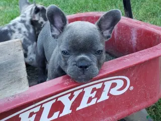 French Bulldog dogs Slate - Ad 27