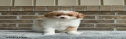 Eskipoo dogs for sale: Dash   - Ad 2