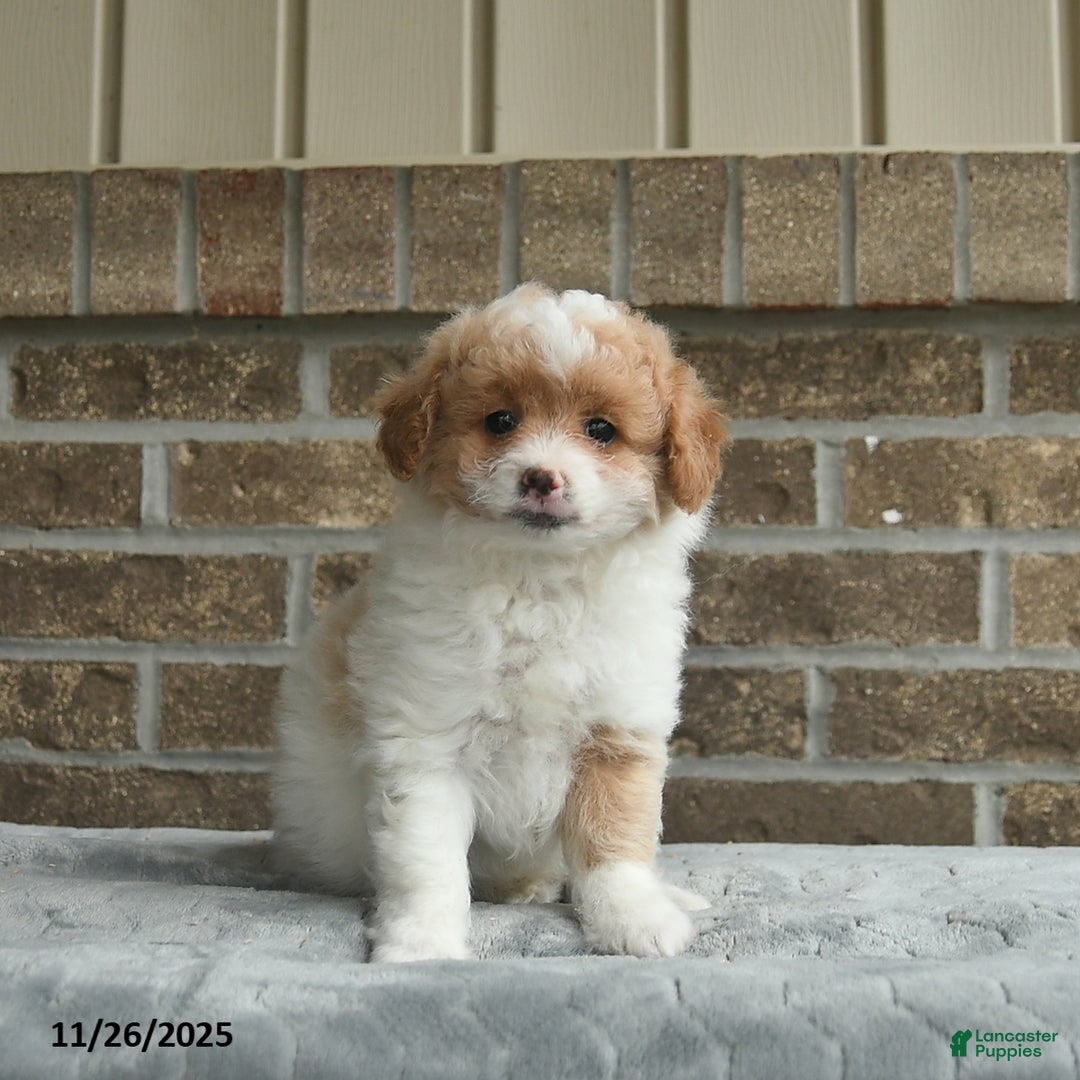 Eskipoo dogs for sale: Dash   - Ad 2