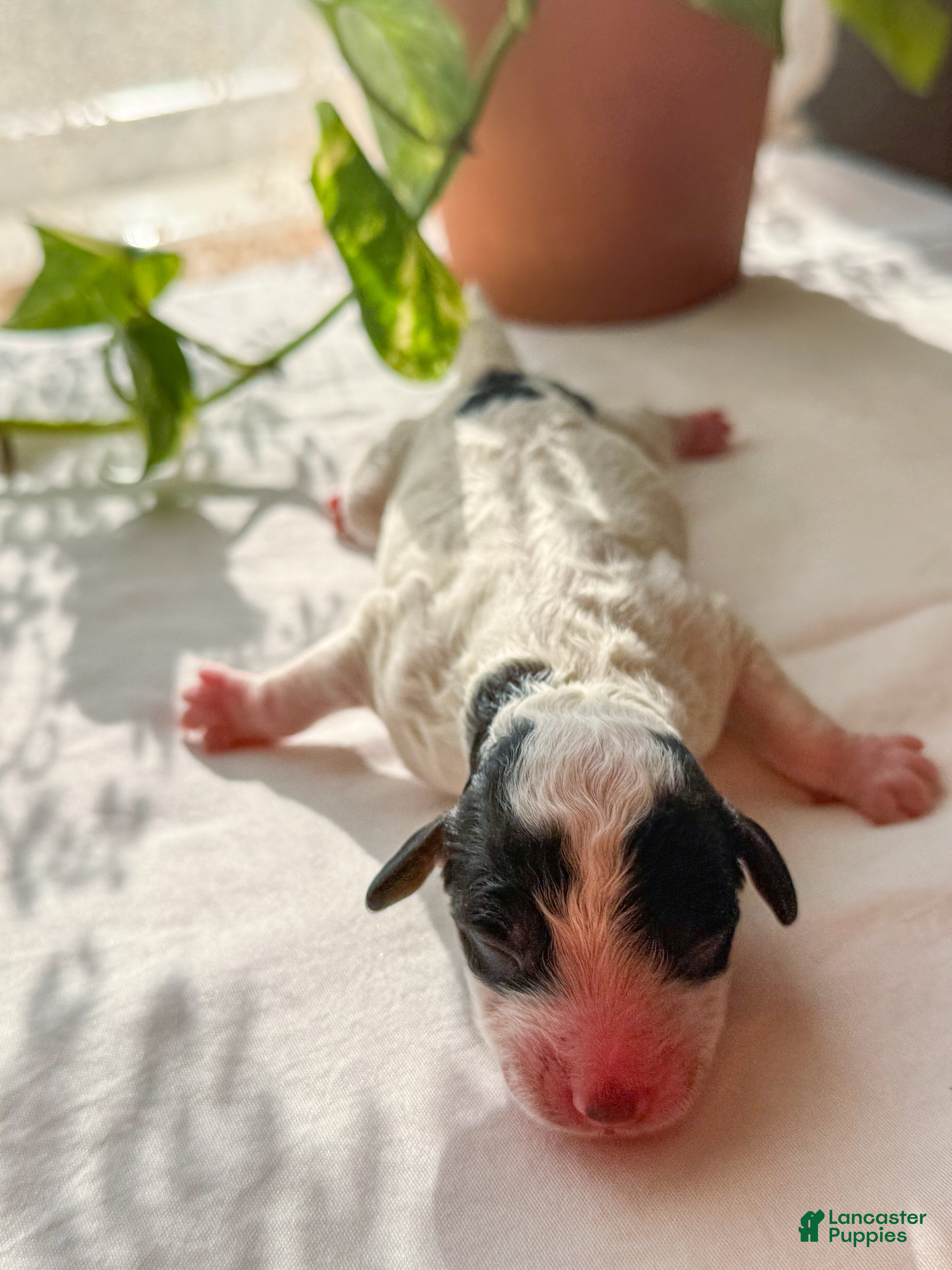 Mini Bernedoodle dogs Max - Ad 41