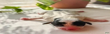 Max