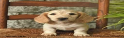 Miniature Dachshund dogs for sale: Kiwi  - Ad 3