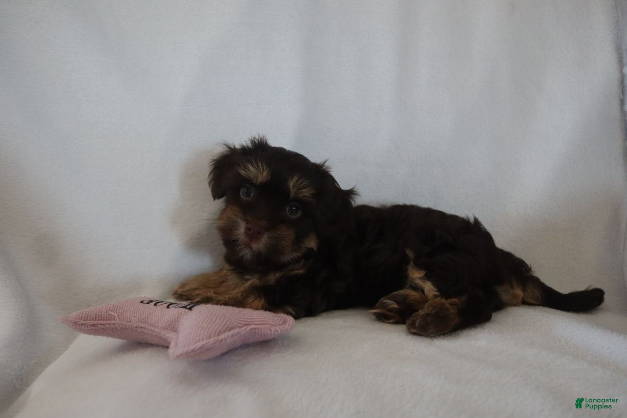 Havanese dogs Chocolate Chip  - Ad 1