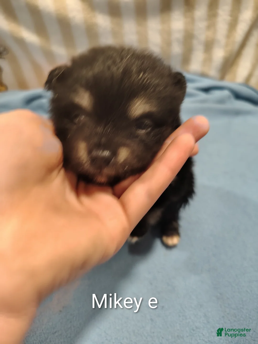 Pomeranian dogs for sale: Mike - Ad 1