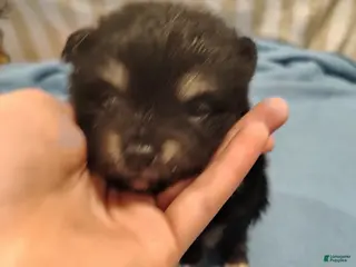 Pomeranian dogs Mike - Ad 33