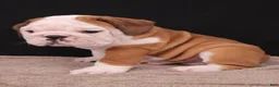 English Bulldog dogs for sale: Bruno - Ad 26