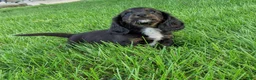 Miniature Dachshund dogs for sale: Frankie  - Ad 6