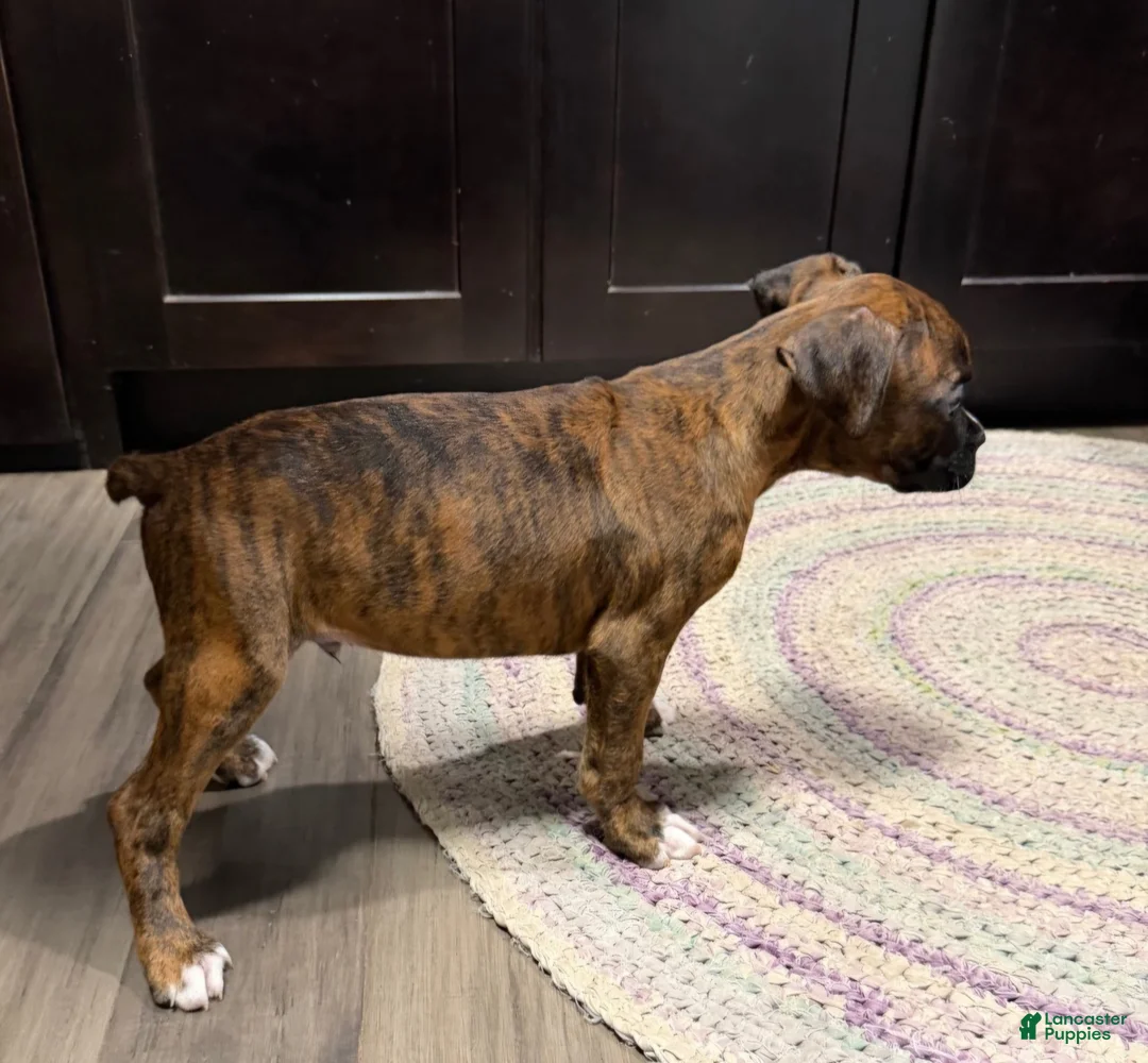 Boxer dogs for sale: Boxer 1 - Ad 1