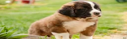 Saint Bernard dogs for sale: Wrenly - Ad 6