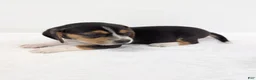 Beagle dogs for sale: Ruffles - Ad 8