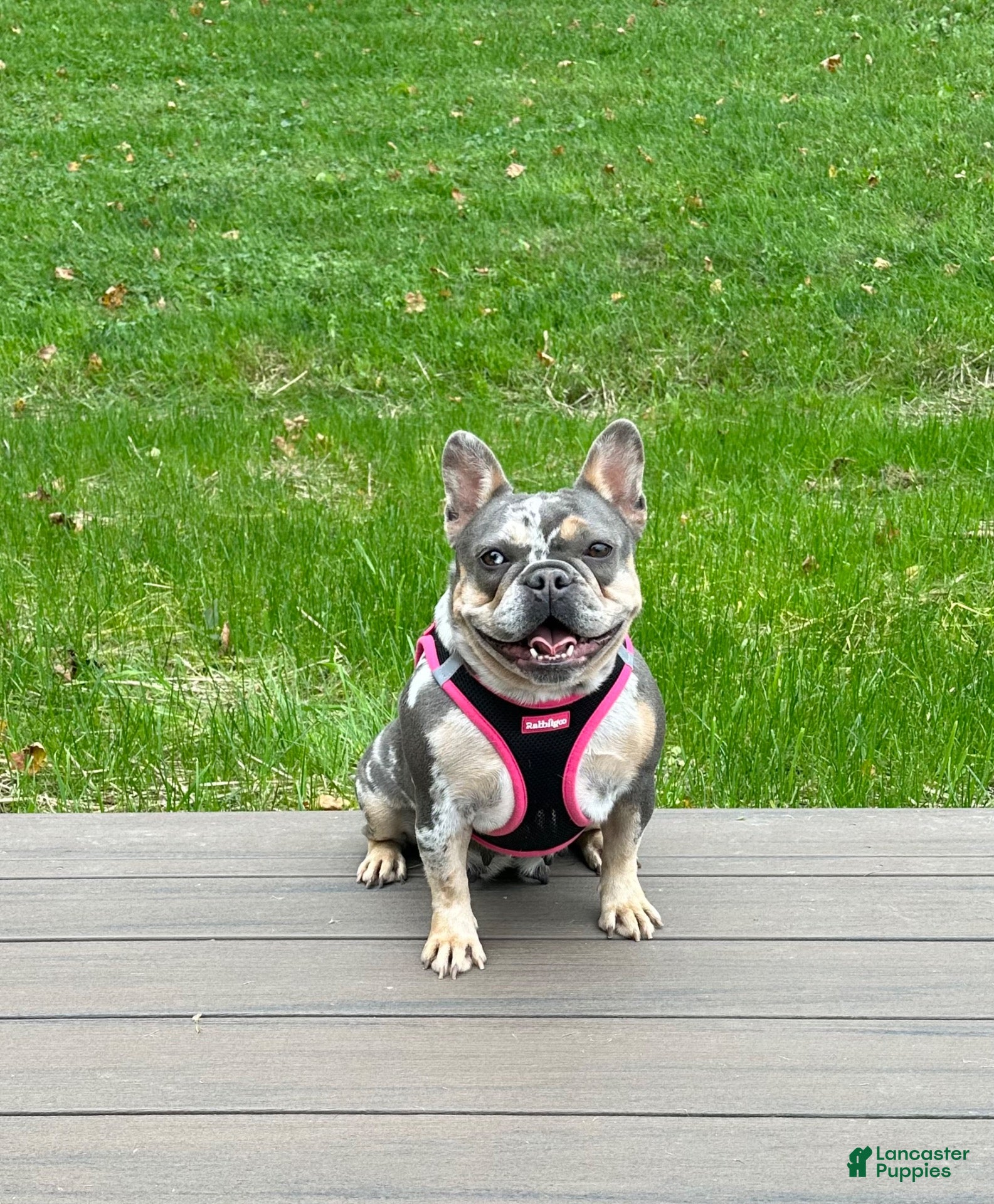 French Bulldog dogs Clover - Ad 1