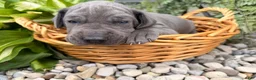 Great Dane dogs for sale: Sparkle - Ad 5