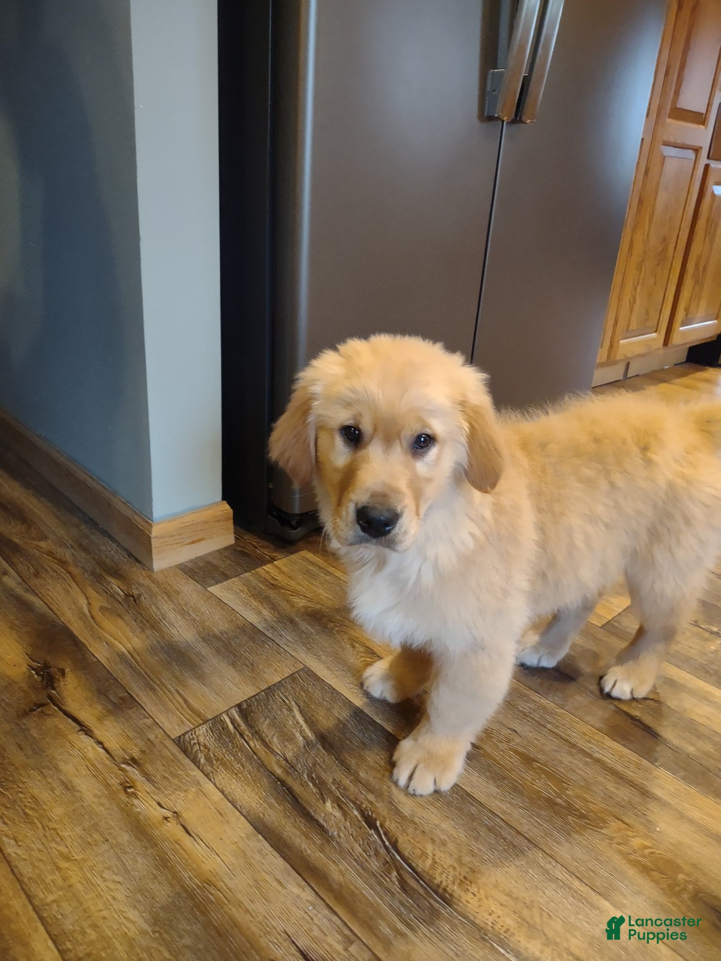 Golden Retriever dogs Golden Retriever Puppy 2 - Ad 1