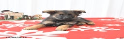 German Shepherd dogs for sale: Loyal - Ad 4