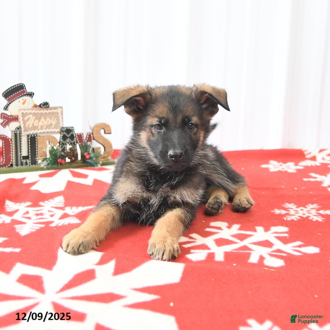 German Shepherd dogs for sale: Loyal - Ad 4