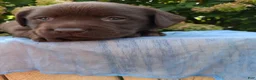 Labrador Retriever dogs for sale: Nash - Ad 4