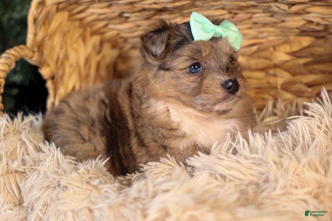 Mini Aussiedoodle dogs for sale: Gunner - Ad 24