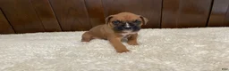 Boxer dogs for sale: Max - Ad 2