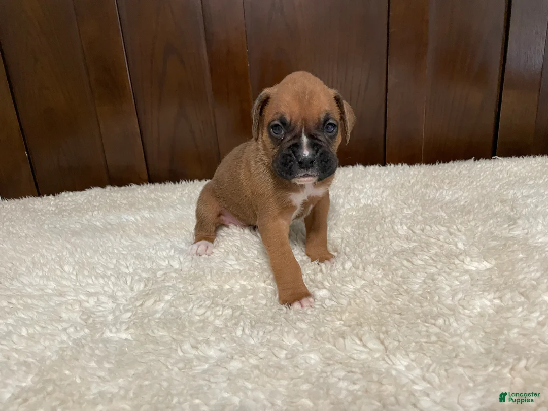 Boxer dogs for sale: Max - Ad 2