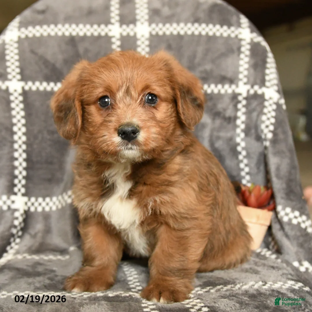 Mixed Breed dogs for sale: Duchess - Ad 3