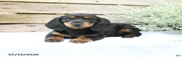 Miniature Dachshund dogs for sale: Duchess - Ad 4