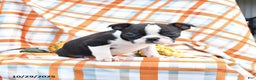 Boston Terrier dogs for sale: Gloria - Ad 2