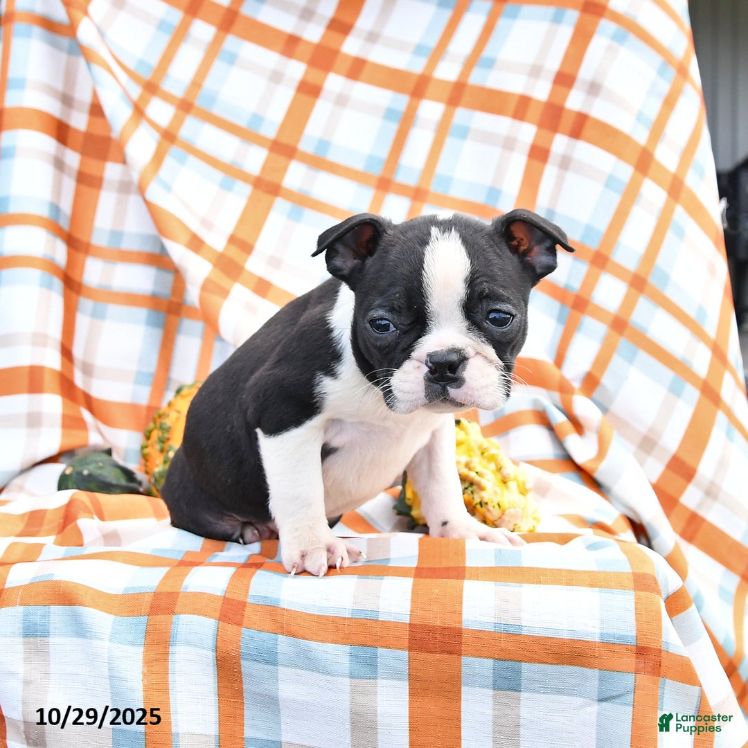 Boston Terrier dogs for sale: Gloria - Ad 2