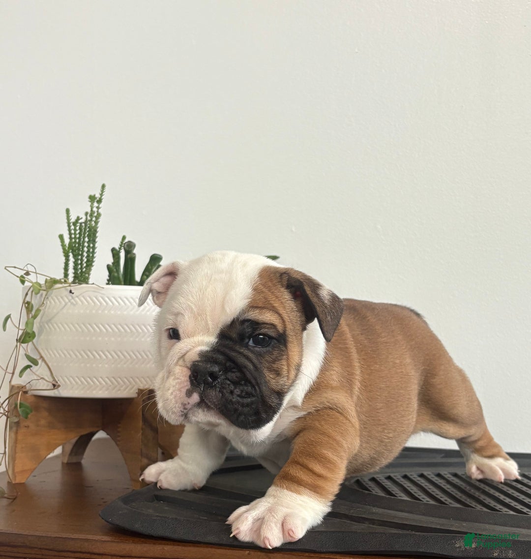 English Bulldog dogs for sale: Tater - Ad 3