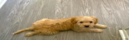 Maltipoo dogs for sale: Maltipoo 1 - Ad 6