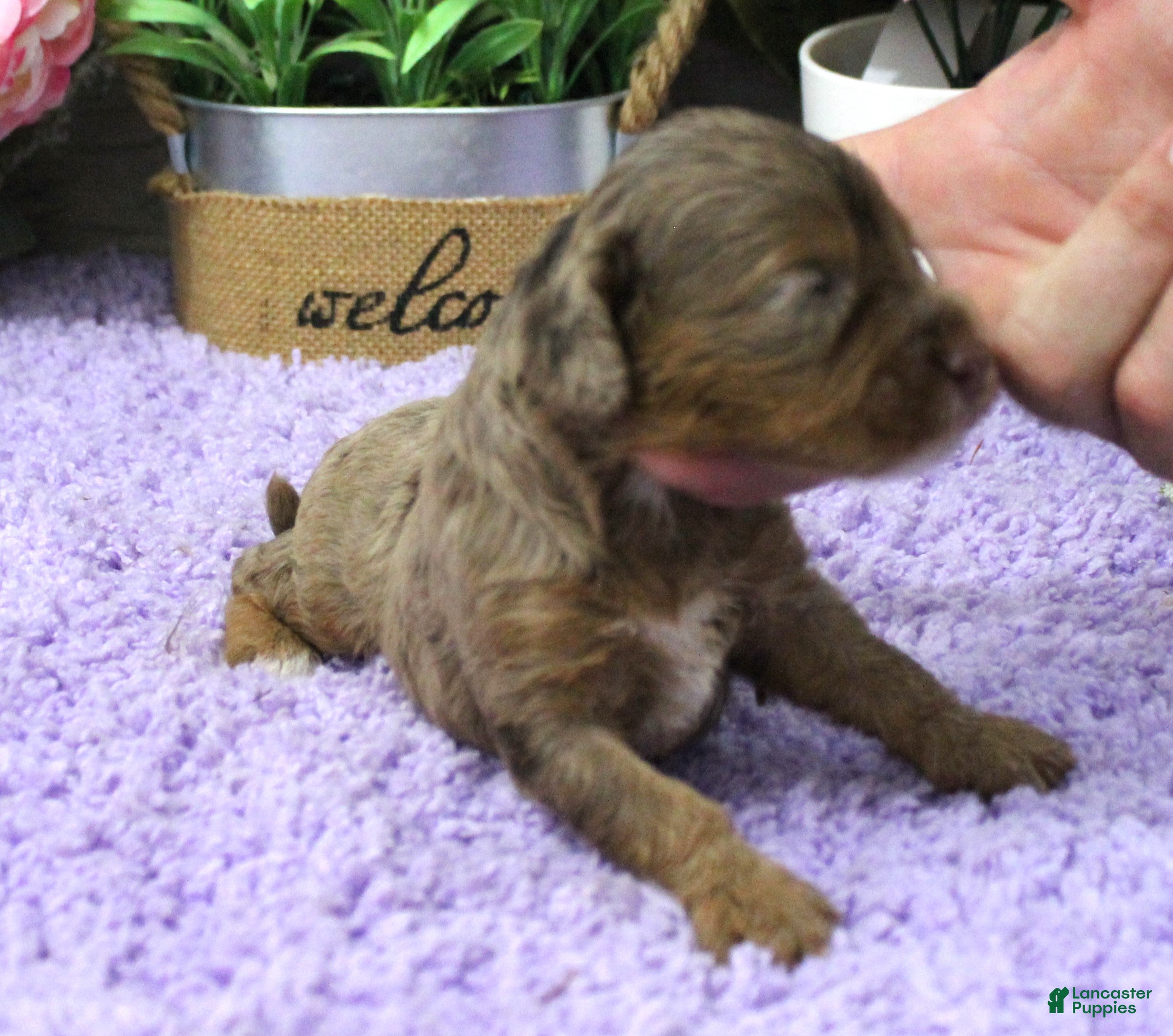 Cavapoo dogs #2 Female (Dawn's) - Ad 24