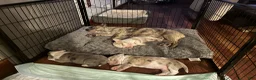 Mixed Breed dogs for sale: 2 face  - Ad 10