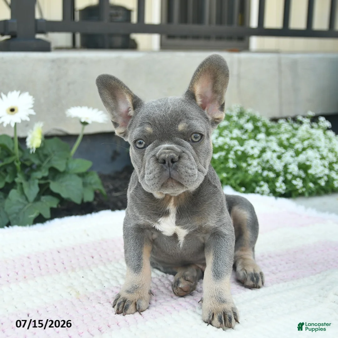 French Bulldog dogs for sale: Sailor  - Ad 1