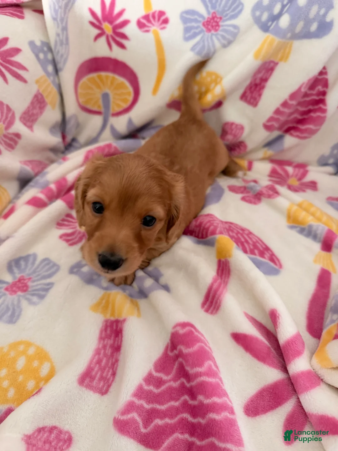 Dachshund dogs for sale: Dachshund Puppy 1 - Ad 9