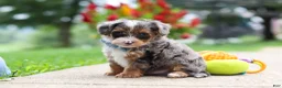 Yorkiepoo dogs for sale: Rave - Ad 5
