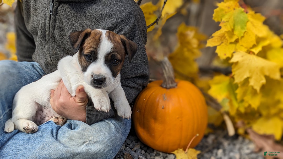 Jack Russell Terrier dogs for sale: Twix - Ad 2