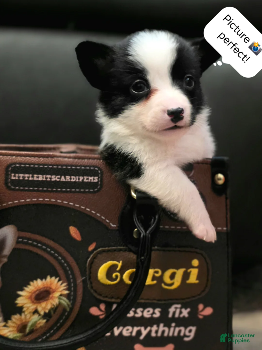 Mixed Breed dogs for sale: Sherpa - Ad 2