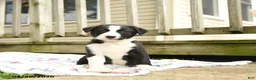 Border Collie dogs for sale: Hancock - Ad 1