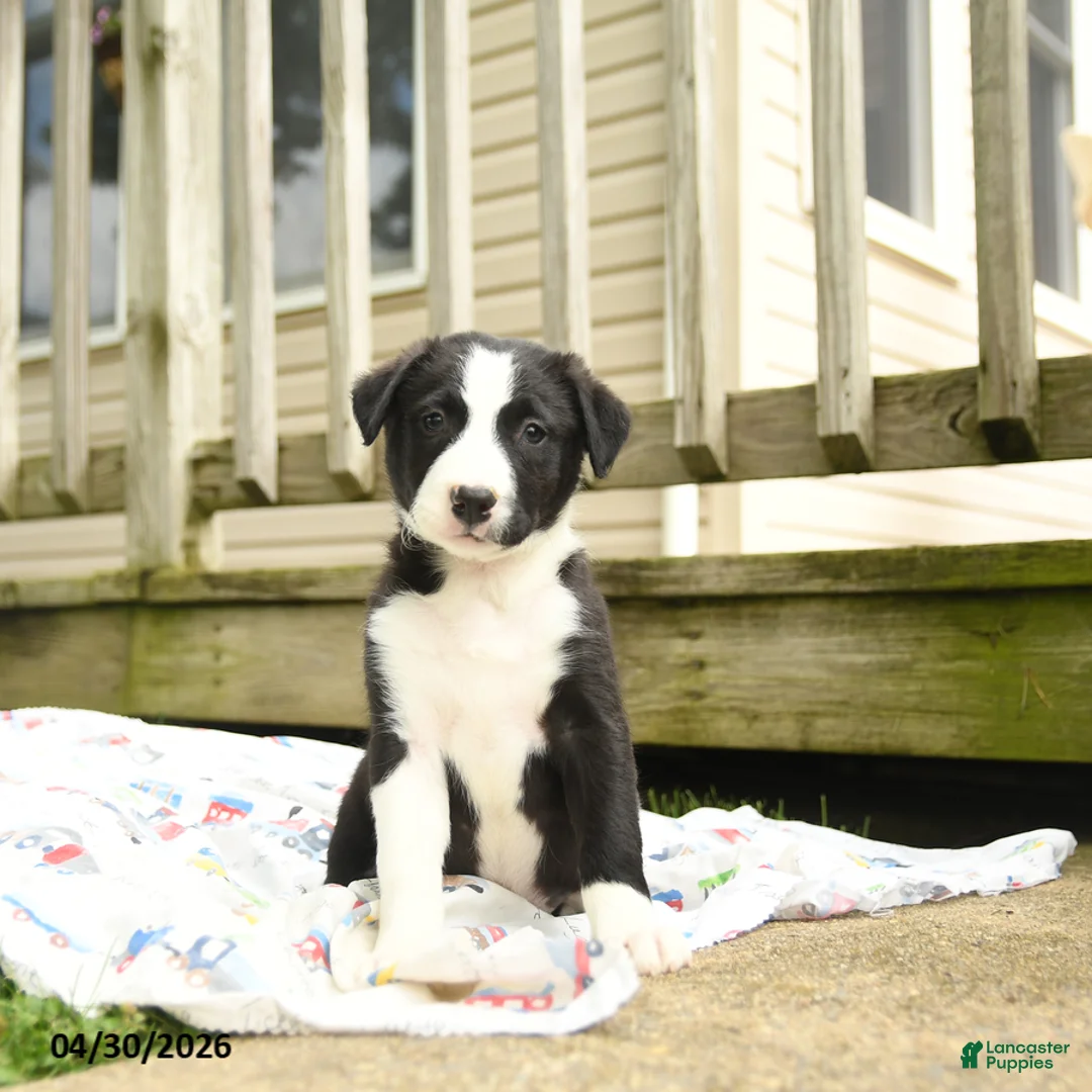 Border Collie dogs for sale: Hancock - Ad 1