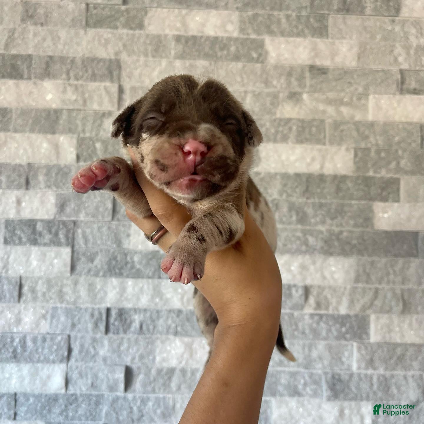 Cane Corso dogs Sentinel & Soul Rémy Martin: North American Mastiff-Chocolate Merle  - Ad 6
