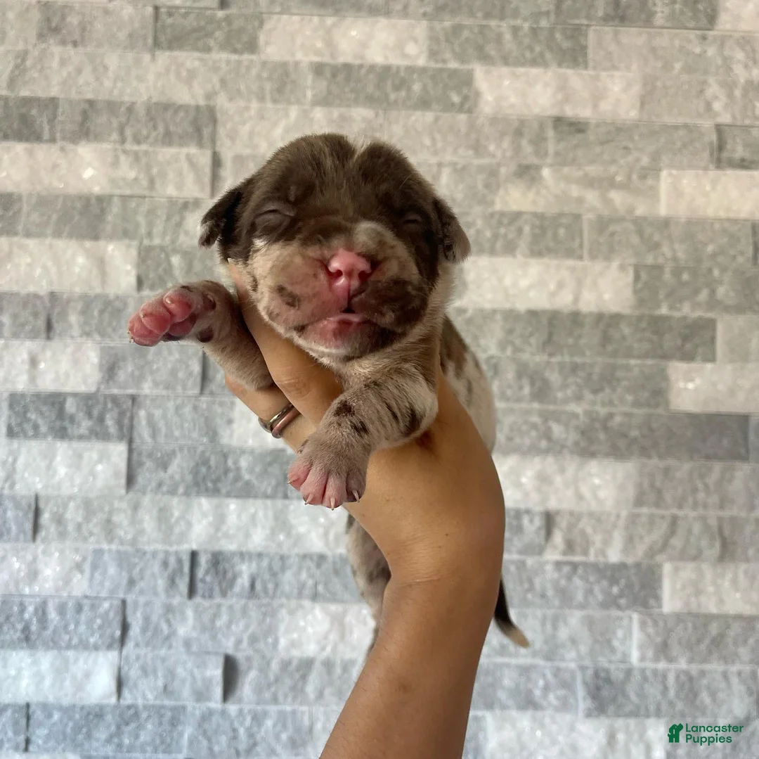 Cane Corso dogs for sale: Sentinel & Soul Rémy Martin: North American Mastiff-Chocolate Merle  - Ad 1