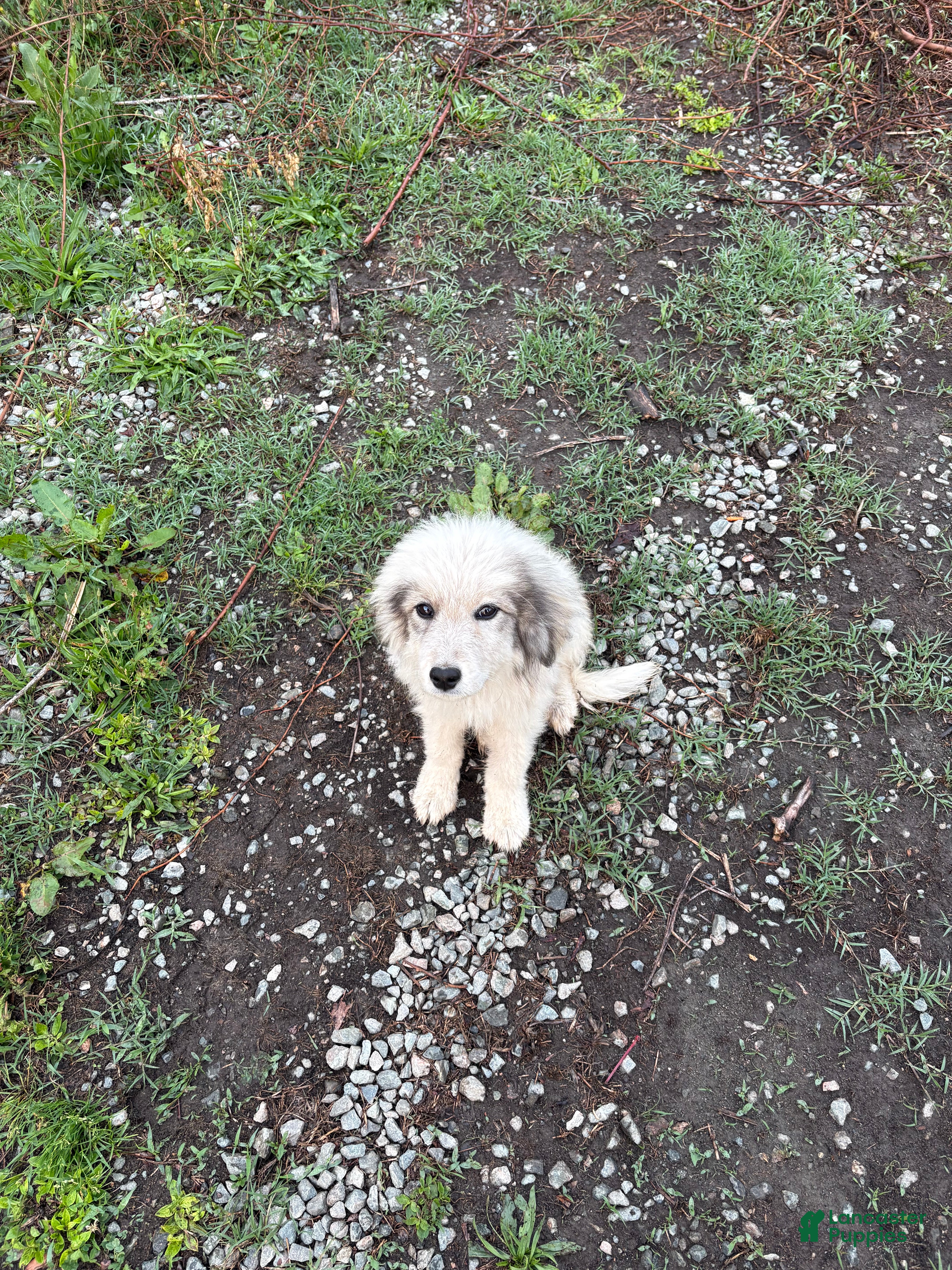 Great Pyrenees dogs Rosco  - Ad 21