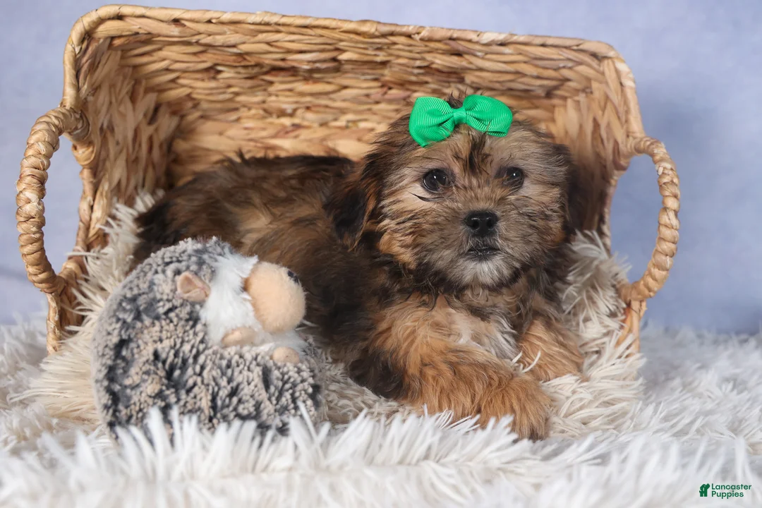 Shorkie dogs for sale: JAMIE - Ad 6