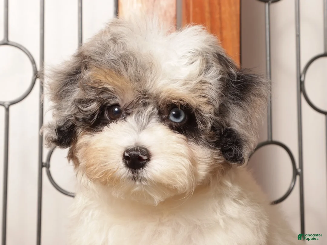 Mini Aussiedoodle dogs for sale: Gigi - Beautiful Female F1B Aussie Doodle  - Ad 4